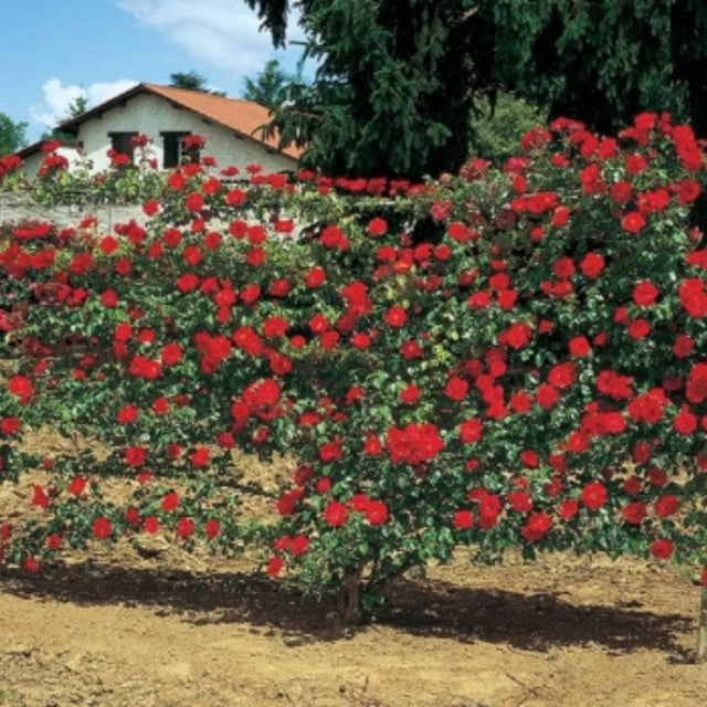 trandafiri cataratori  1900