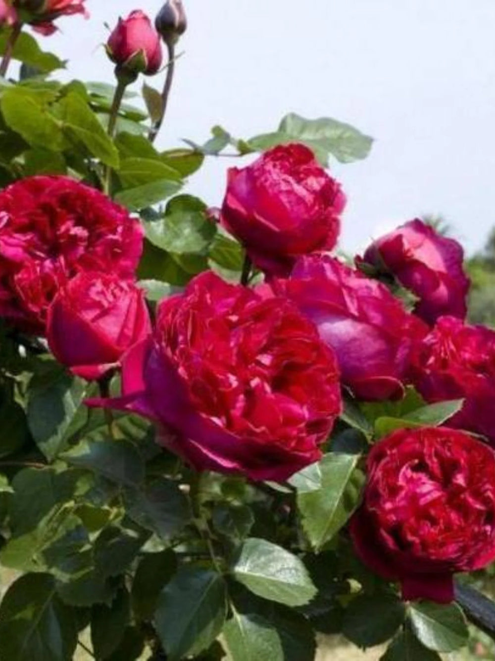 trandafiri cataratori 1904