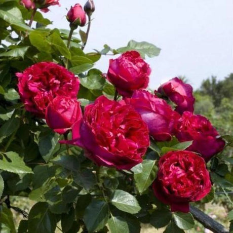 trandafiri cataratori 1904