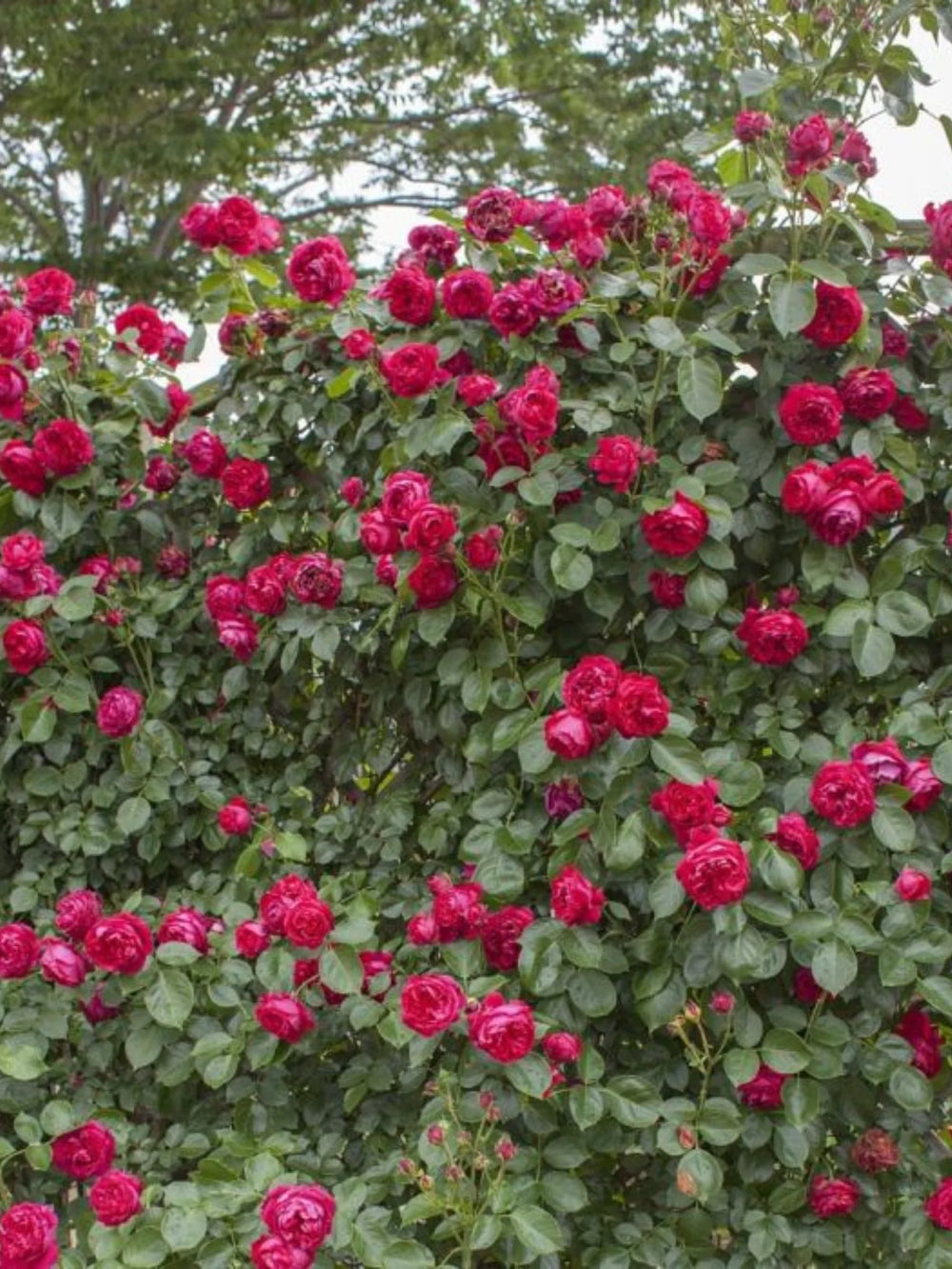 trandafiri cataratori 1905