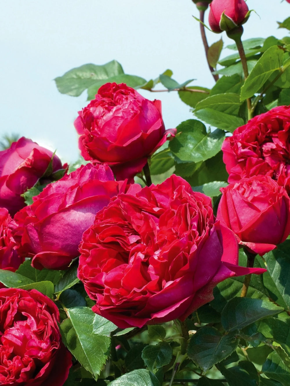 trandafiri cataratori 1906