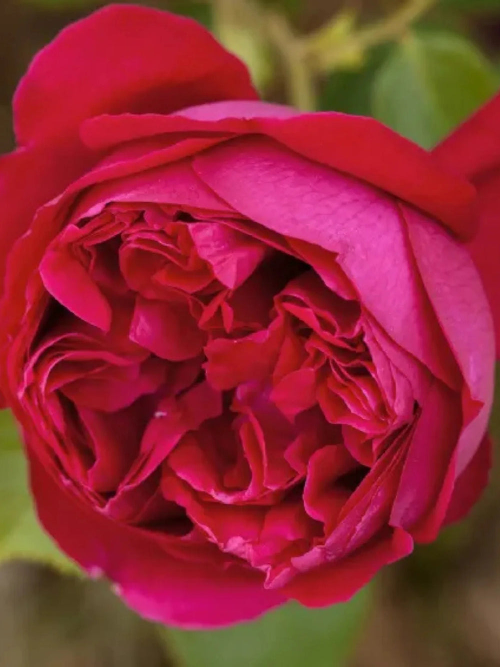 trandafiri cataratori 1907