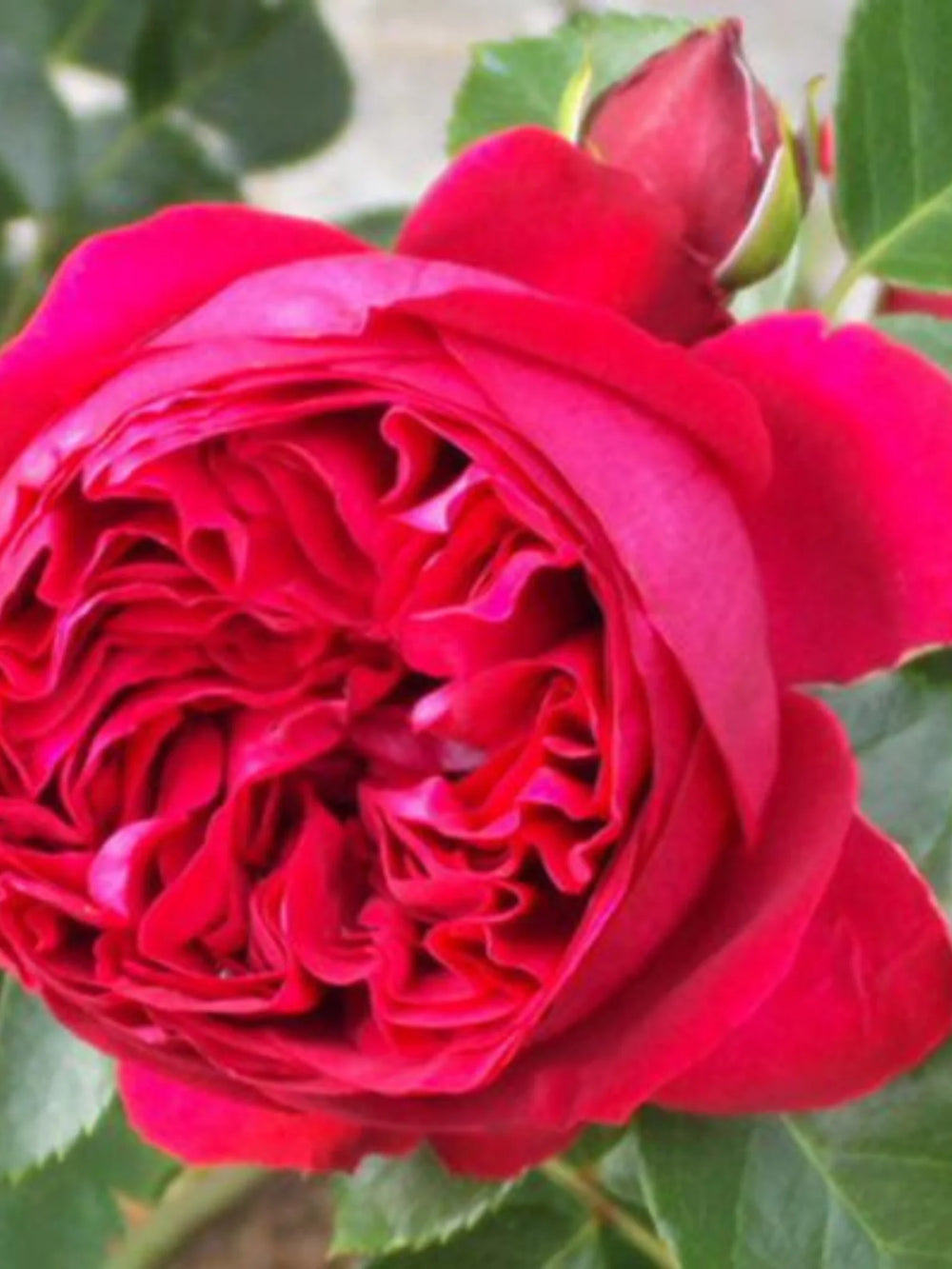 trandafiri cataratori 1908