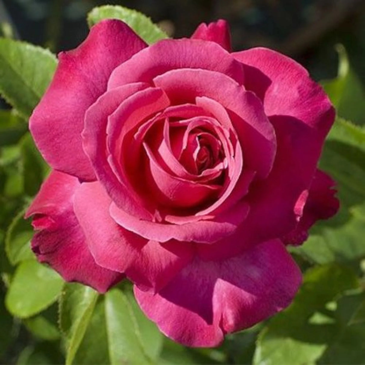 trandafiri teahibrid 11