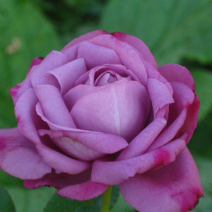 trandafiri tufa 77