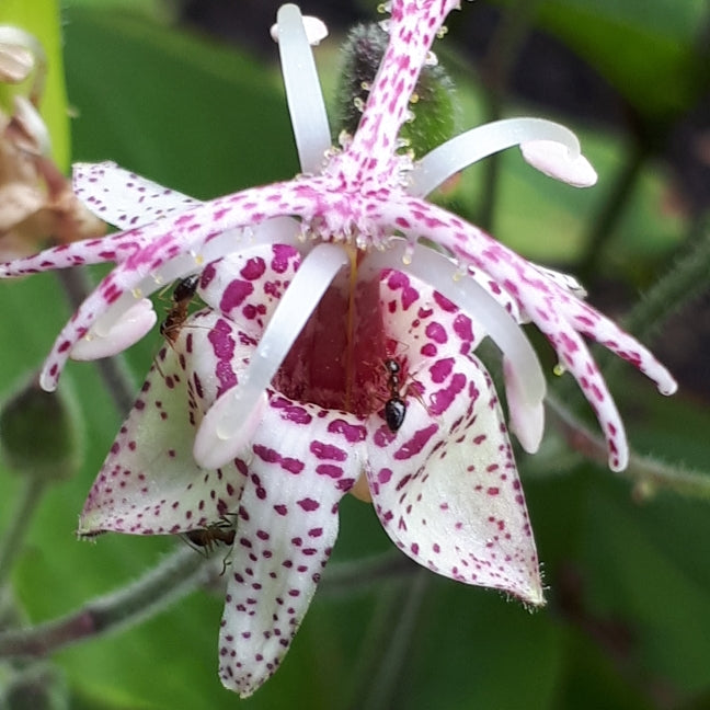 Tricyrtis Macropoda (Orhideea de gradina),  2 bucăți