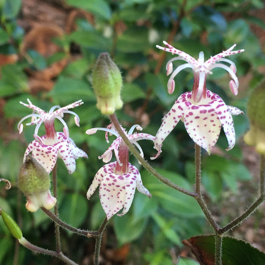Tricyrtis Macropoda (Orhideea de gradina),  2 bucăți