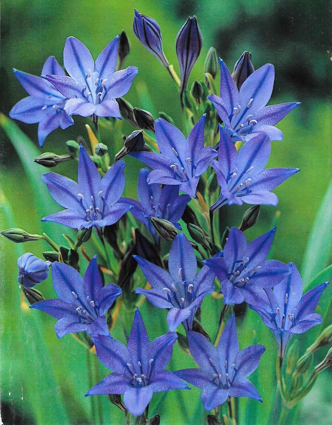 Flori de Stea, Tritelia 'Queen Fabiola', 5 Bucati