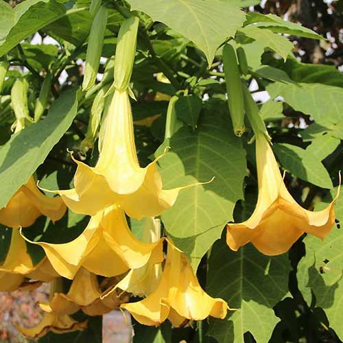 Trompeta Ingerilor "Brugmansia", Galben, la Ghiveci de 3L, 1 Bucata