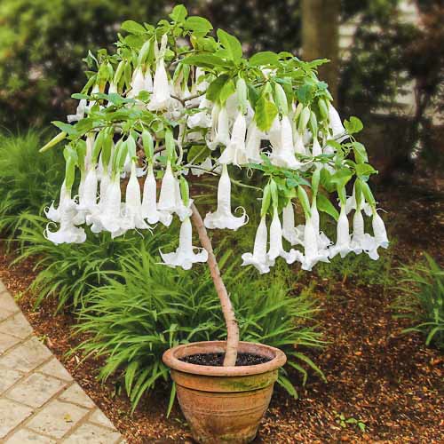 Trompeta Ingerilor "Brugmansia, Alb, la Ghiveci de 3L, 1 Bucata