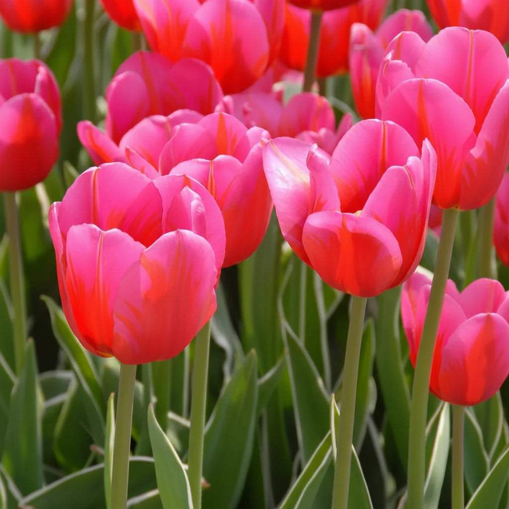 tulip-aphrodite-00 - Fitza Florilor