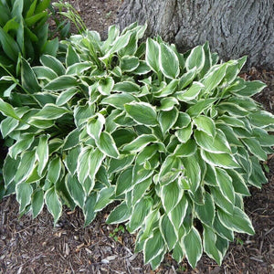 Bulbi de Hosta "Und. Albomarginata", 1 Bucata