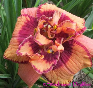 Bulbi de Hemerocallis "Exploded Pumpkin", Crin Salbatic, 1 Bucata