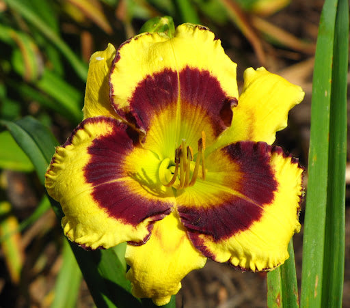 Bulbi de Hemerocallis "Calico Jack", Crin Salbatic, 1 Bucata