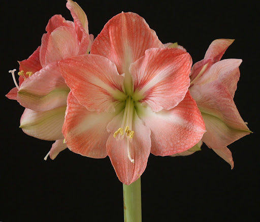 Bulbi de Amaryllis "Faro", 1 Bucata