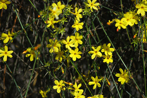 Iasomie de Iarna "Jasminum Officinale", Galbena, la Ghiveci de 3L, 1 Bucata