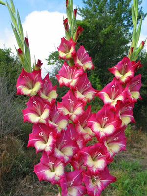 Bulbi de Gladiole "Jo Jo", 7 Bucati