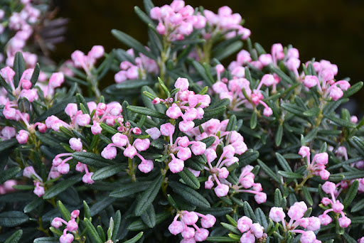 Andromeda Polifolia Blue Ice, 1 Bucata