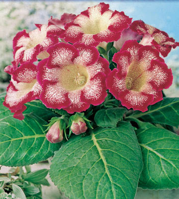 Bulbi de Gloxinia "Tigrina Rosu", 1 Bucata