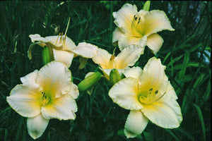 Bulbi de Hemerocallis "Astolat'', Crin Salbatic, 1 Bucata