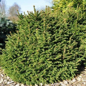 Molid  Picea Abies Ohlendorffii, 1 Bucata