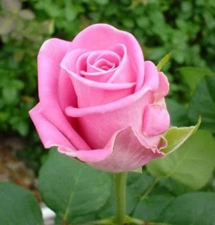 Trandafiri Butași Teahibrizi - Aqua