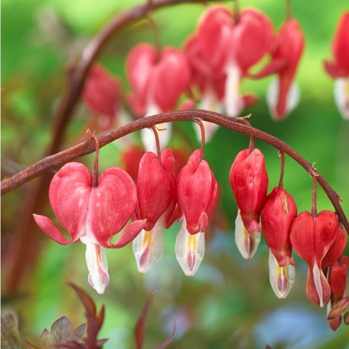 Bulbi de Dicentra "Cerceii Doamnei", Valentine