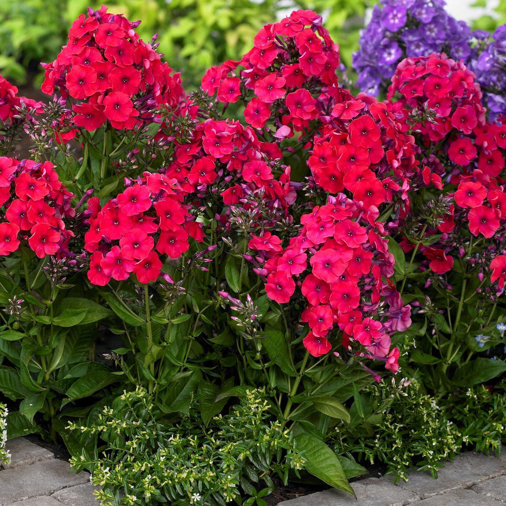 Bulbi Phlox - Paniculata - Rosu - 2 Bucăți