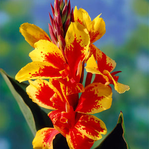 Bulbi de Canna "Reigne Charlotte", 1 Bucata