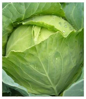 Semințe de Varză de Toamnă de Buzău, 1 gr