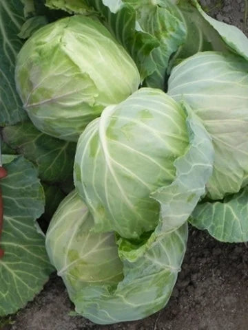 Semințe de Varză de Toamnă "Istrita", 0,7 gr