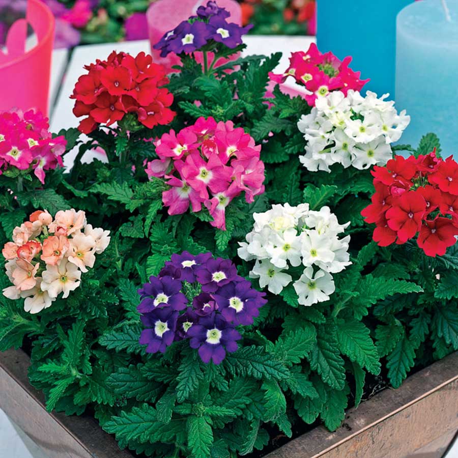 Seminte de Verbena