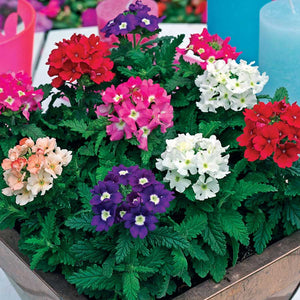 Seminte de Verbena