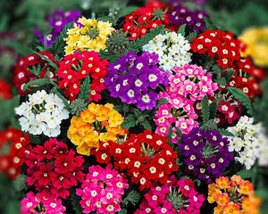 Seminte de Verbena