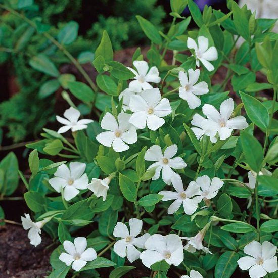 Vinca Minor "Alba", 1 buc