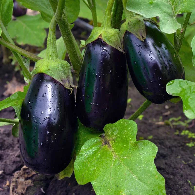 Semințe de Vinete Hibrid "Bonica", 1g