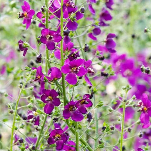 Verbascum Phoeniceum ''Violetta'' (Lumanarica)