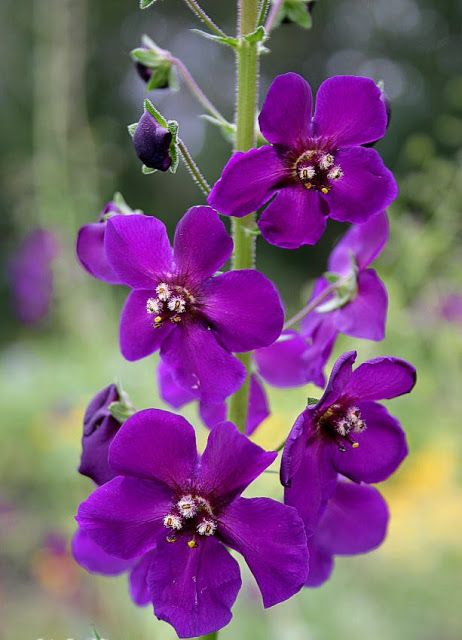 Verbascum Phoeniceum ''Violetta'' (Lumanarica)