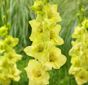 Bulbi de Gladiole "Prima Verde", 7 Bucati