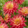 visi176691_1_800x_34ed7006-d443-4eeb-9fea-ca0f7e26faf9 - Fitza Florilor