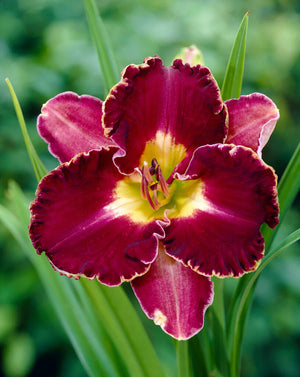 Bulbi de Hemerocallis "David Kirchoff", Crin Salbatic, 1 Bucata