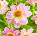 visi185625-020085-2_84cd3937-2d46-4881-b873-f08665541acc - Fitza Florilor
