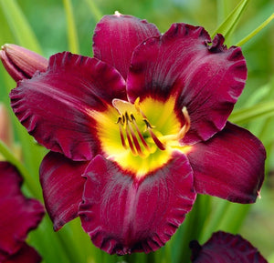 Bulbi de Hemerocallis "Bela Lugosi'', Crin Salbatic, 1 Bucata