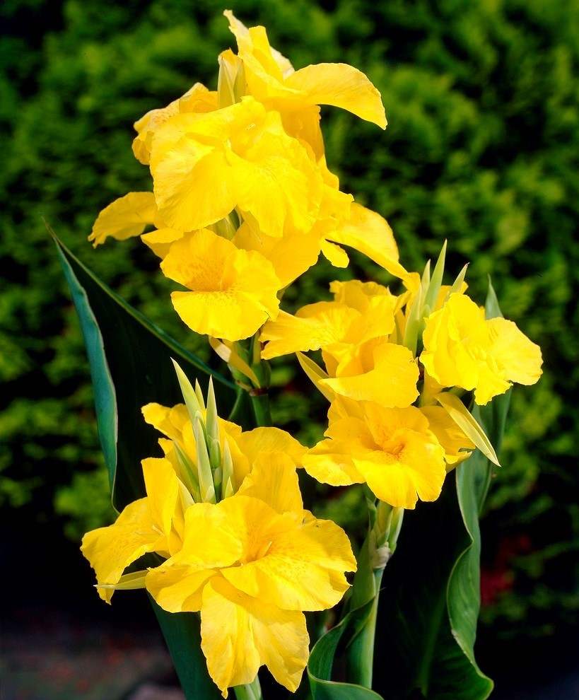 visi35817-020092_62edf1e8-ff6f-4f19-a3ac-7f137cdd66bc - Fitza Florilor