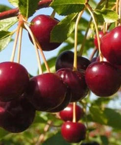 Vișin - Morella Neagră - Anul 3