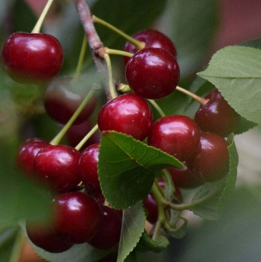 Vișin - Ilva - Anul 3