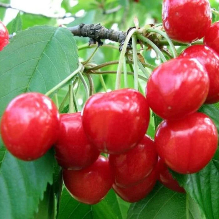 Vișin - Nana - Anul 3