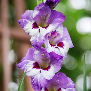 Bulbi de Gladiole "Vista", 7 Bucati