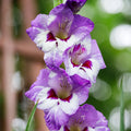 Bulbi Gladiole - Vista - 5 buc