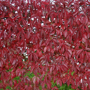 Vita de Canada (Parthenocissus quinquefolia), 1 Bucata